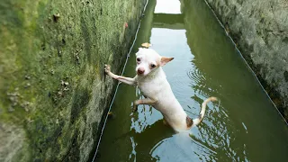 You WOULDN'T BELIEVE How This DOG Looks After The Rescue - Chihuahua Before and After The Rescue