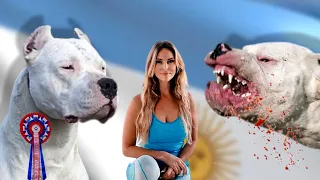 DOGO ARGENTINO - WORKING VS SHOWLINE - Who is BEST?