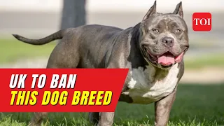Why has UK PM Rishi Sunak banned American Bully XL dog?
