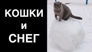 Коты и снег - можно ли выпускать зимой на улицу кота?