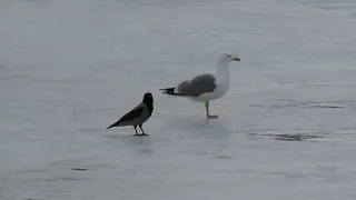 Хохотунья (Larus cachinnans)