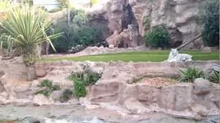 Loro parque tiger Tenerife