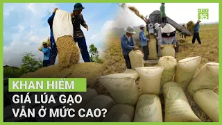 Vì sao giá lúa gạo vẫn neo cao? | VTC16