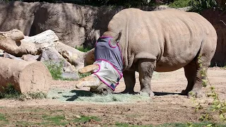 Yebonga, the Southern White Rhino, Turns 51 Years Young at Reid Park Zoo