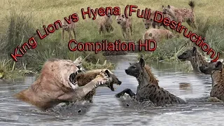 Power of Lion vs Power of Hyena Destruction and Mother Lion Rescue Wild Life HD