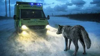 A Pack of Wolves Blocked The Ambulance And The Reason Behind is Unexpected!