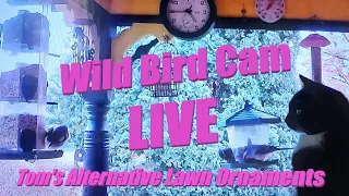 Wild Bird Cam LIVE (02/05/21)