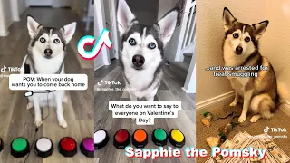 Sapphie the Pomsky Funny Dog TikTok Vidoes 2024 | Best @sapphie_the_pomsky  TikToks Compilation