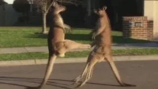 Kangaroos take their fight to the street