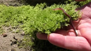 Land Moss for Aquarium Update