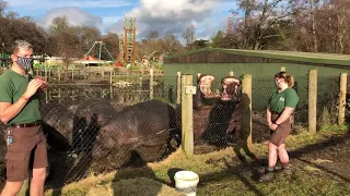 Feeding the Hippos at West Midland Safari Park