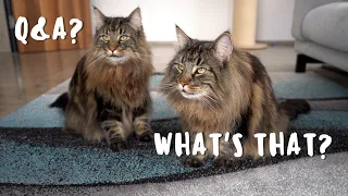 Q&A with Roy and Moss | Norwegian Forest Cats