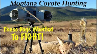 These Dogs Wanted to Fight! Montana Coyote Hunting (6mm ARC)