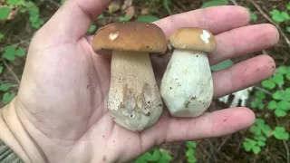 Первые белые грибы 2021!!! За белыми в августе!!! Беларусь!!!