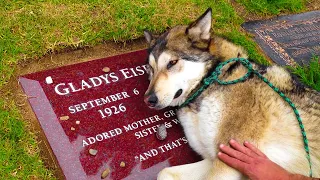 Dog Never Left His Owner's Grave, And The Reason Why Is SHOCKING...