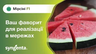 Кавун Мірсіні — ваш фаворит для реалізації в мережах  | Сингента Україна