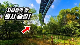 Jungle trekking course in Korea
