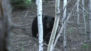 Biggest black bear caught on video!