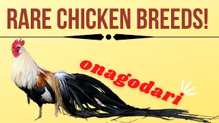 onagadori  chickens breed, Japanese long tailed hen