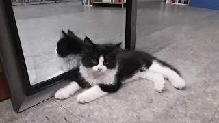 Rescued Bookstore Kitten Sees Mirror for the First Time