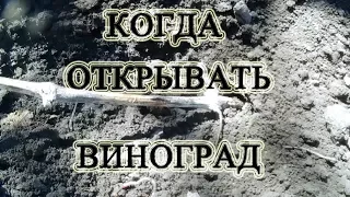 Когда открывать виноград? Пан или пропал?