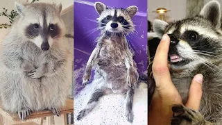 Funny Animals 2021, Смешные Животные, Приколы с животными, Еноты/Raccoons #4