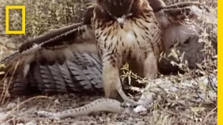 Red-Tailed Hawk vs. Rattler | National Geographic