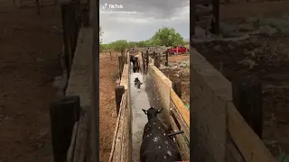 Vacas Bañándose..🐮🐄🐄 Al agua Vaca