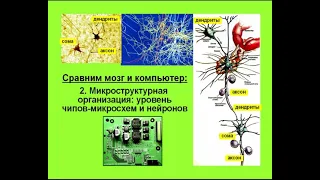 Принципы передачи информации в нервной системе Вячеслав Дубынин 2007 год