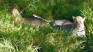 First mating for young leopard at MalaMala