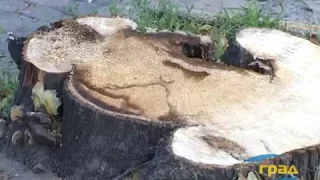 Спиливают деревья на Французском бульваре