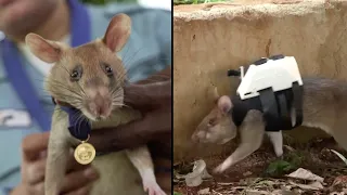 Unusual Stories About Rats