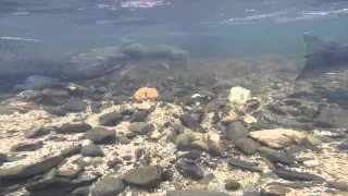 Underwater Salmon footage in Northern California