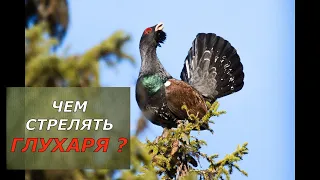 ЧЕМ СТРЕЛЯТЬ ГЛУХАРЯ ? Реальный тест патрона для охоты на глухаря! Что выбрать?