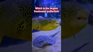 This is Buster, a huge Mbu pufferfish!