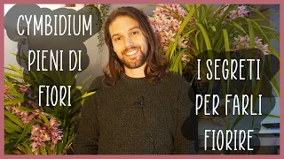 🌸Cymbidium pieni di fiori! - I MIEI SEGRETI🌱