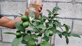 Limonero Explotara de Flores y Fruta 🌿 - Abono Orgánico para Planta de Limón