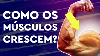 Como os Músculos Crescem?