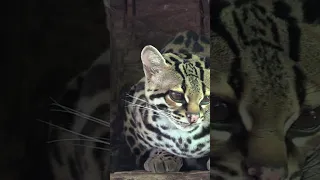 The Margay: A Beautiful Wild Cat of  South America!#shorts
