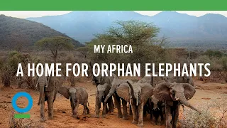 My Africa: A Home for Orphan Elephants