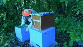 Поимка и заселение второго в этом году роя пчёл. Нефтекамск.