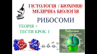 Готуємось до КРОК 1 разом! ГІСТОЛОГІЯ / БІОХІМІЯ/МЕДИЧНА БІОЛОГІЯ. Рибосоми: теорія + тести КРОК 1