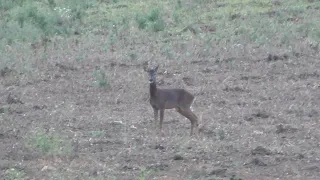 Johnny's buck. 6.5x55 swede