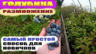 Размножение голубики черенками.Так размножить голубику сможет каждый