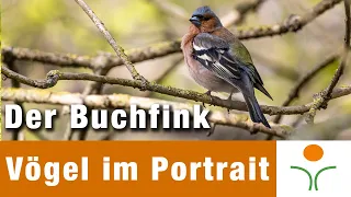 Vögel im Portrait 10 - Der Buchfink
