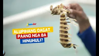 Alupihang dagat, paano nga ba hinuhuli? | I Juander