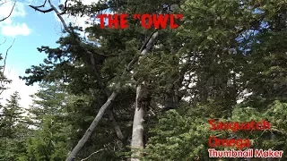 SASQUATCH MIMICKING AN OWL..?