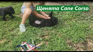 Щенята Cane Corso