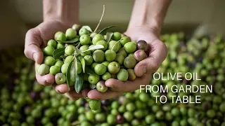 Olive Oil From Garden to Table