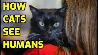 Do Cats Think Humans Are Cats?